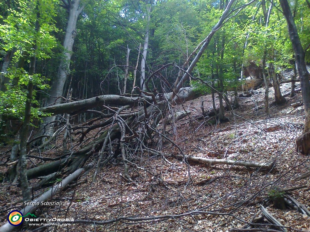 38 Abbiamo trovato molti alberi caduti sul sentiero.jpg